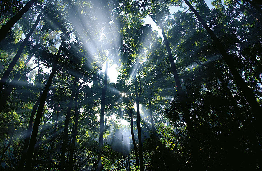 Est / Anse Cascades 102