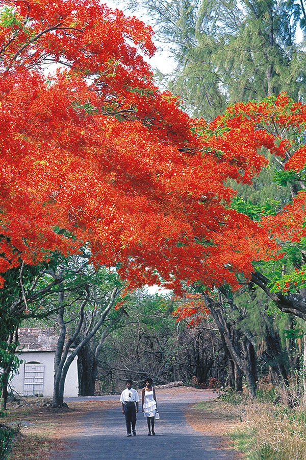 Flamboyant 104