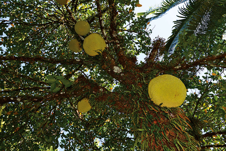 Fruits 107