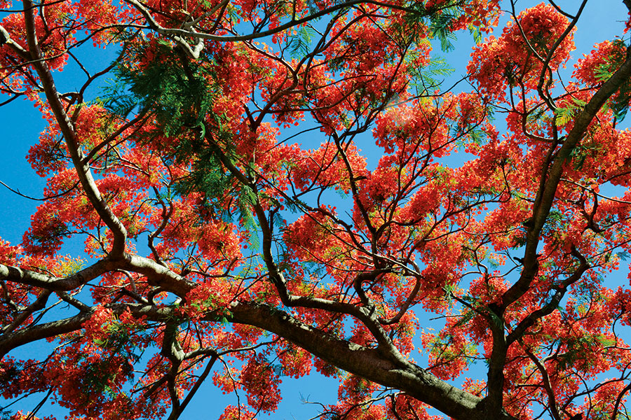 Flamboyant 105