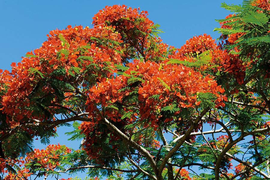 Flamboyant 102