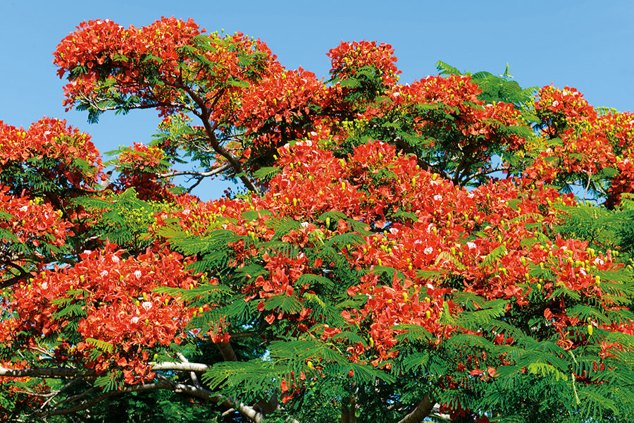 Flamboyant 106