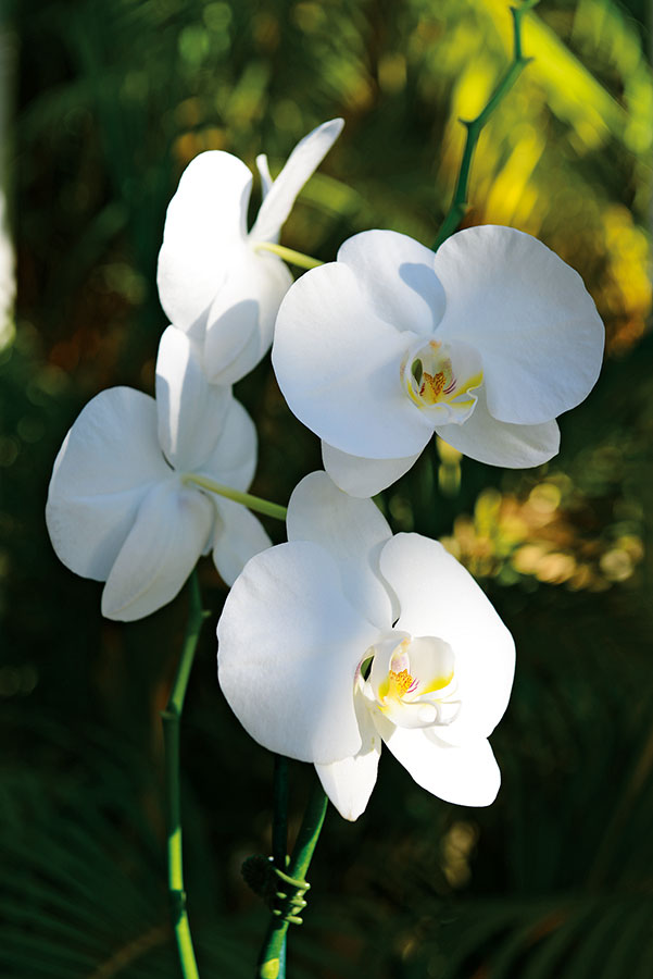 Orchidees 183
