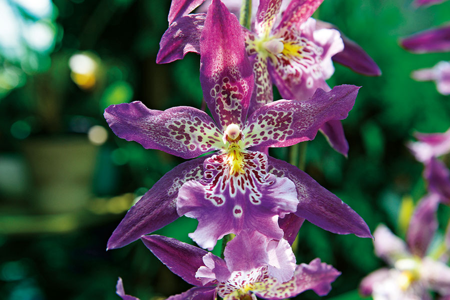 Orchidees 178