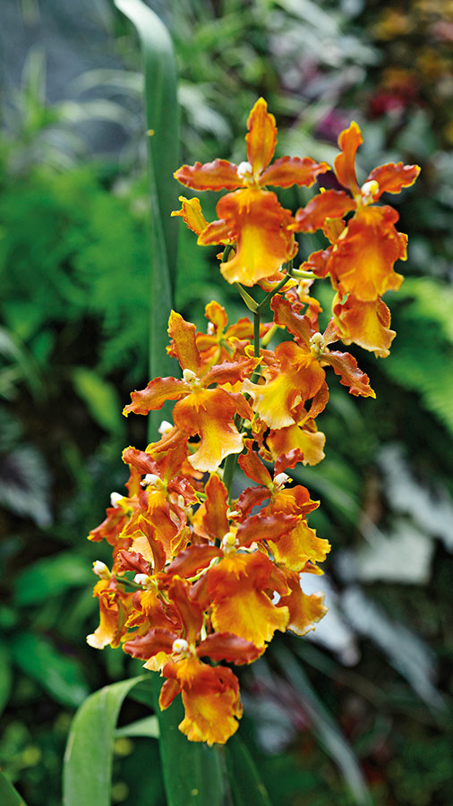 Orchidees 130