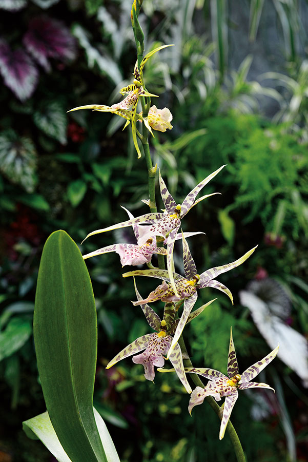 Orchidees 157