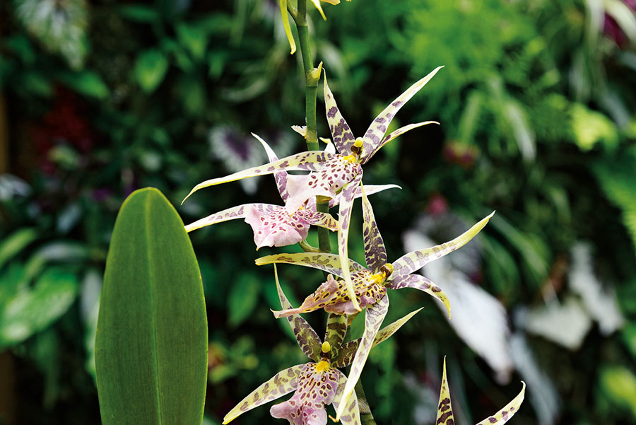 Orchidees 120