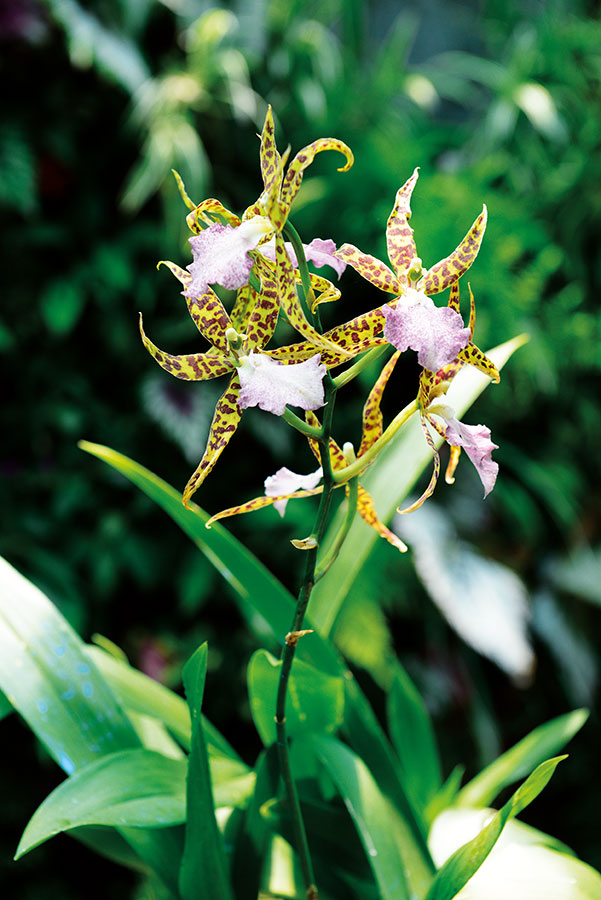 Orchidees 190