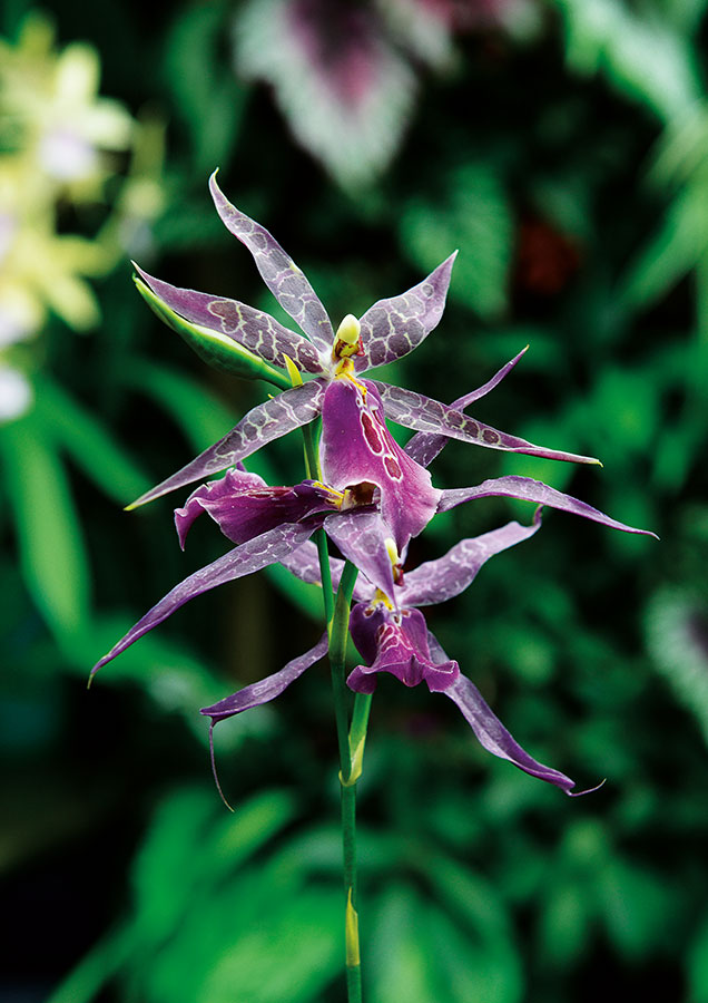 Orchidees 193