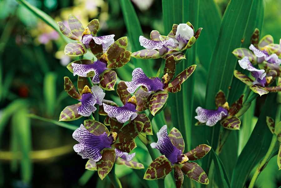 Orchidees 111