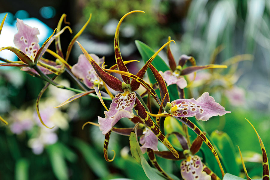Orchidees 138