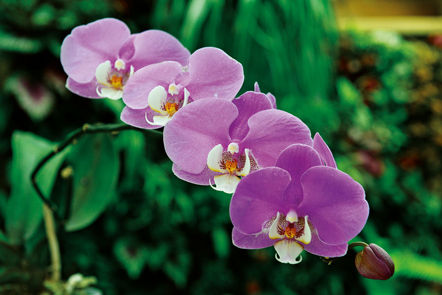Orchidees 145