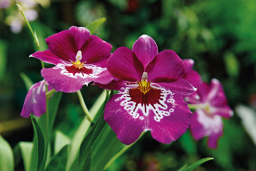 Orchidees 188