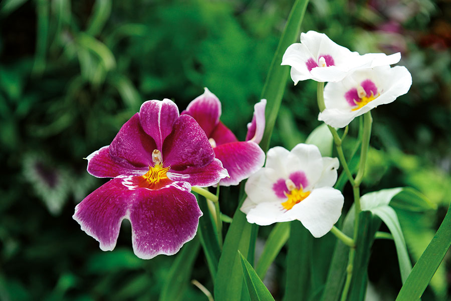 Orchidees 159