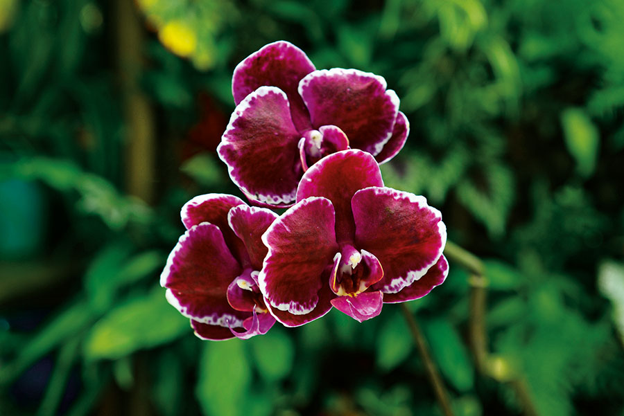 Orchidees 154