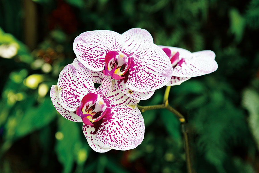 Orchidees 168