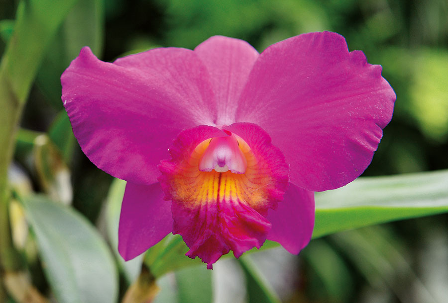 Flore 128