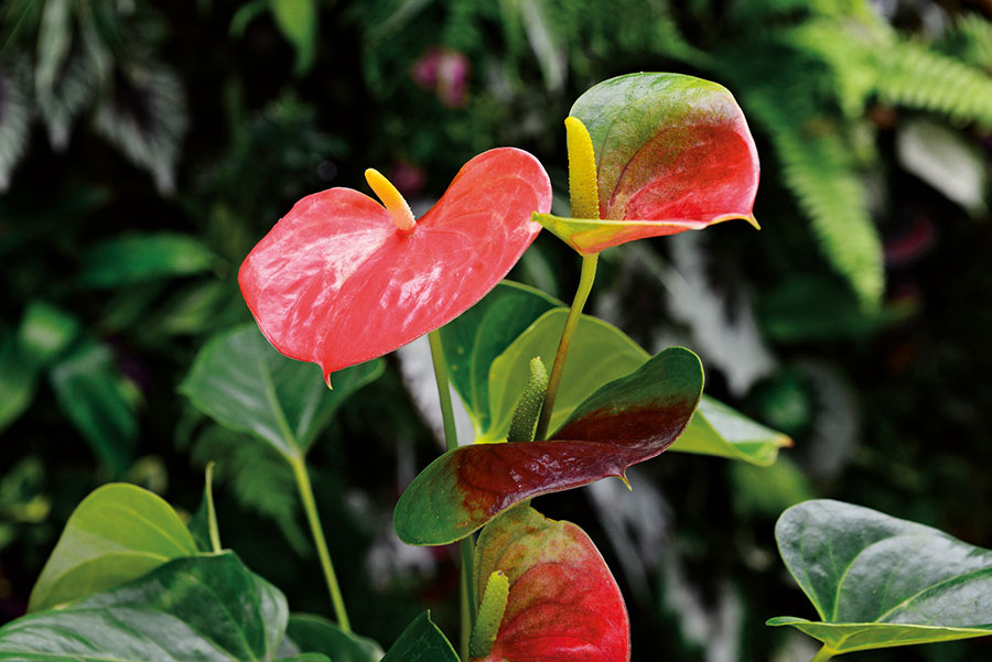 Flore 121