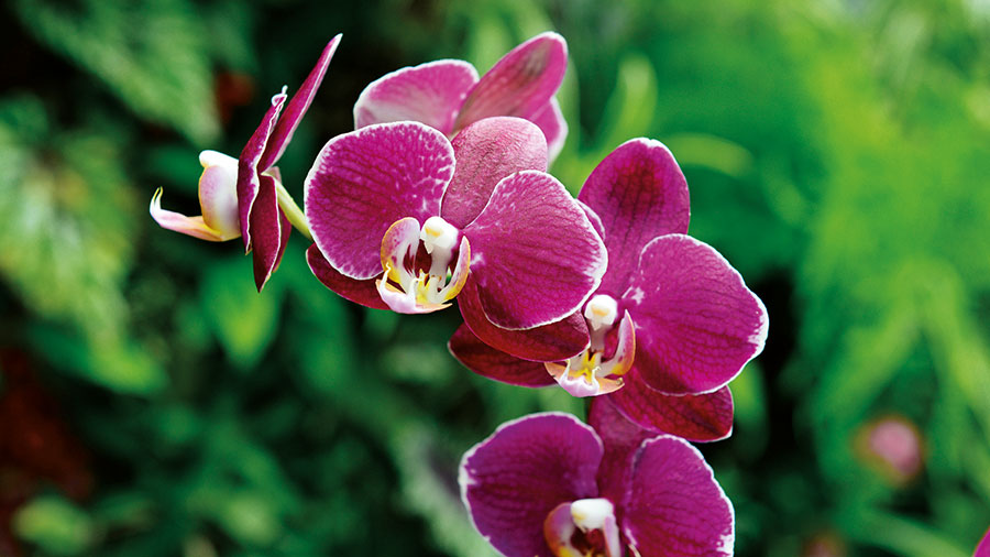 Orchidees 180