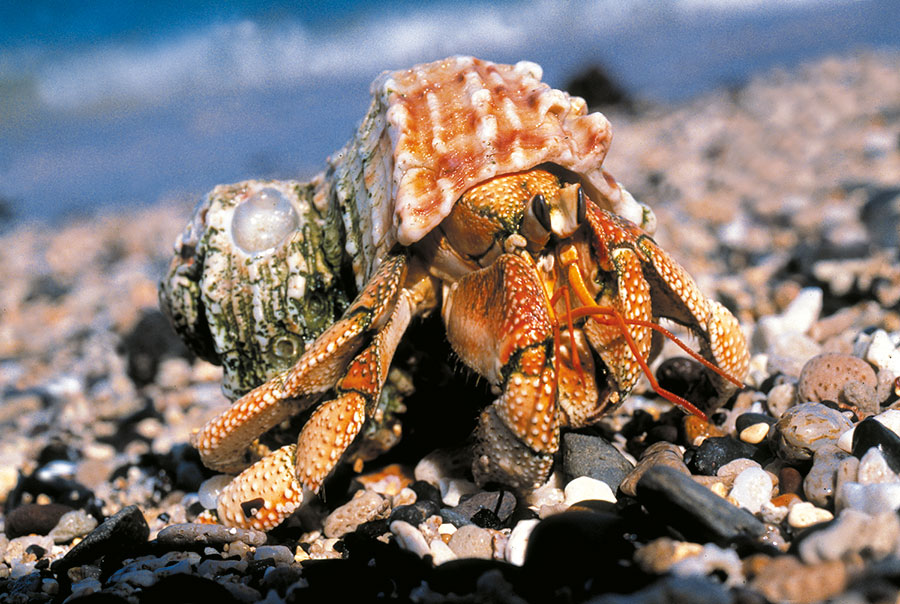 Coquillage 115