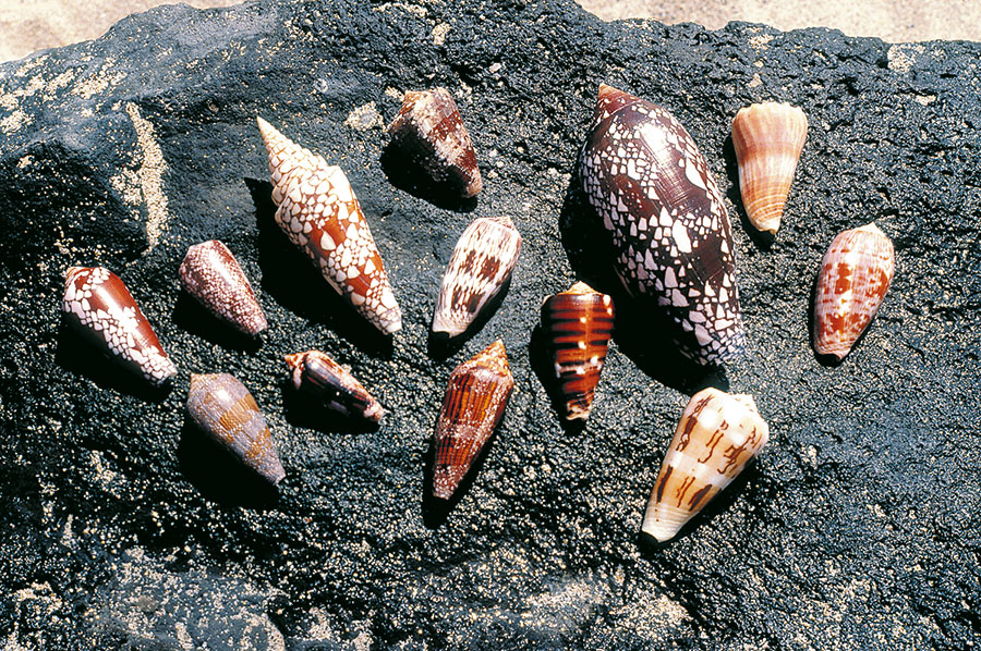 Coquillage 114