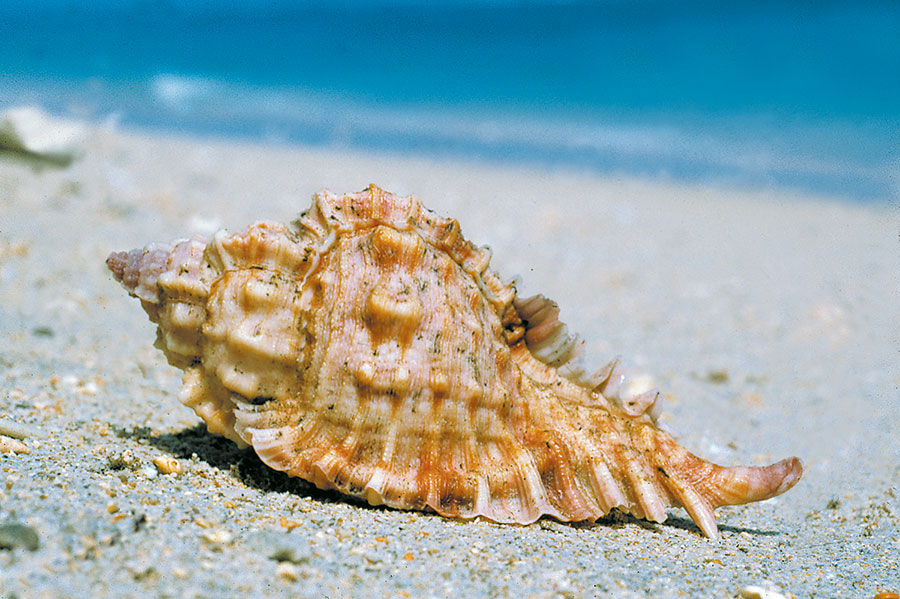 Coquillage 113