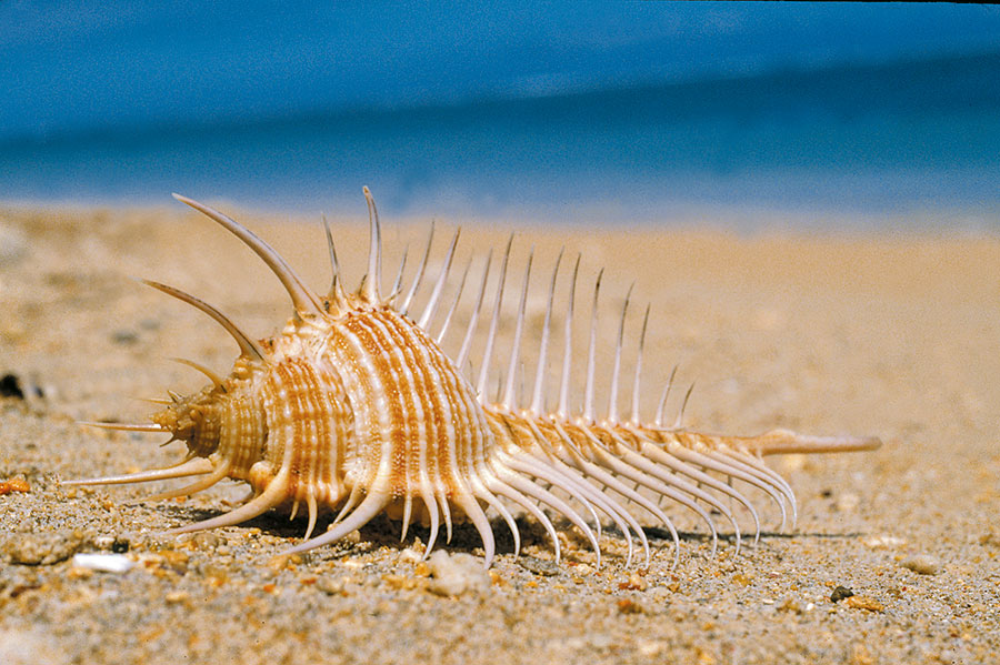 Coquillage 116