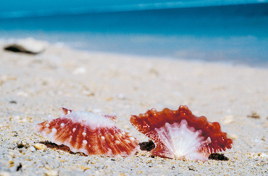 Coquillage 109