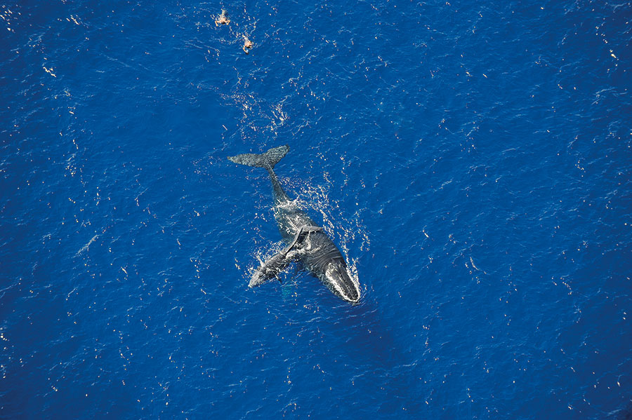 Baleine 108