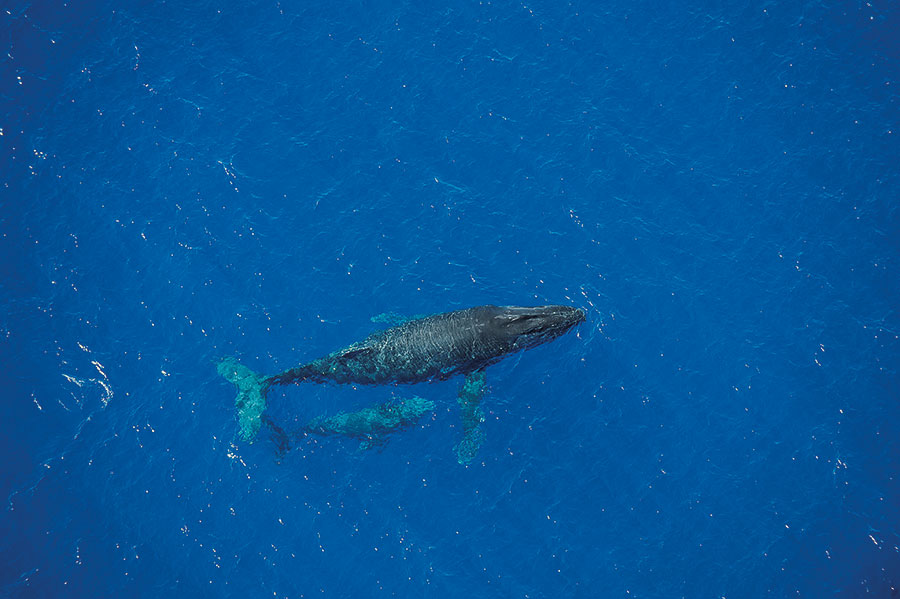 Baleine 105