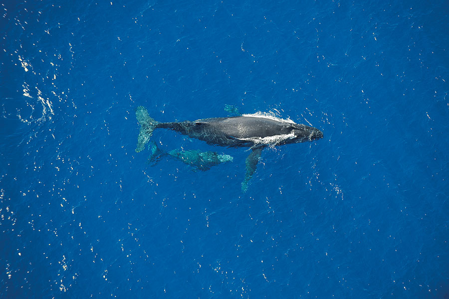Baleine 109