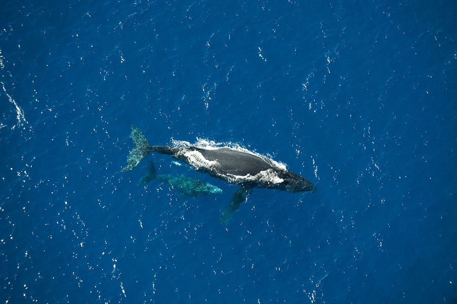 Baleine 106