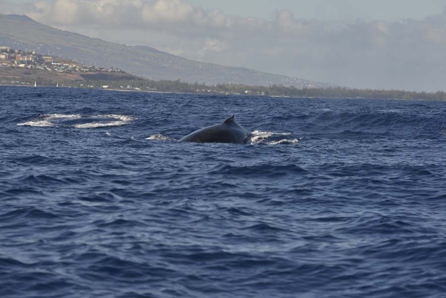 Baleine 110