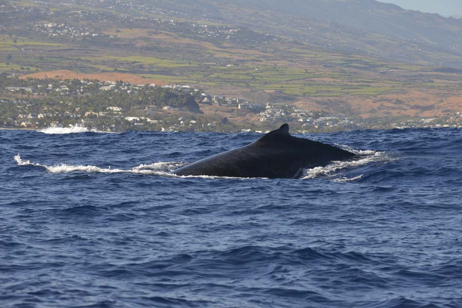 baleine 111