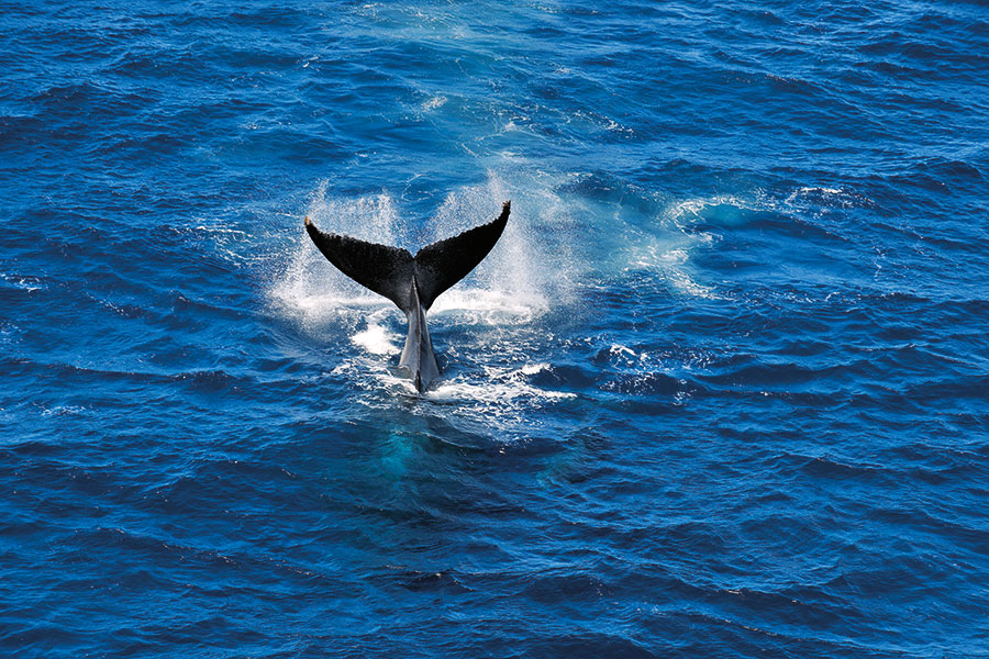 Baleine 107