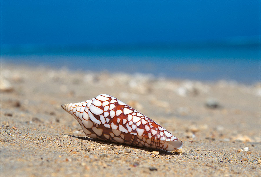 Coquillage 106
