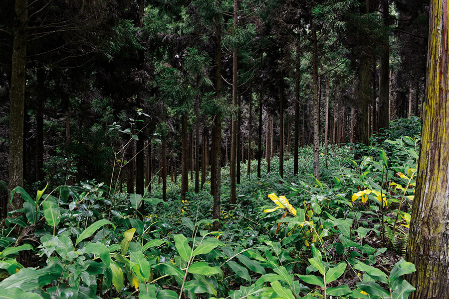 Foret du tevelave 111