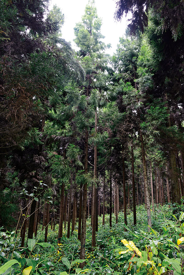 Foret du tevelave 110