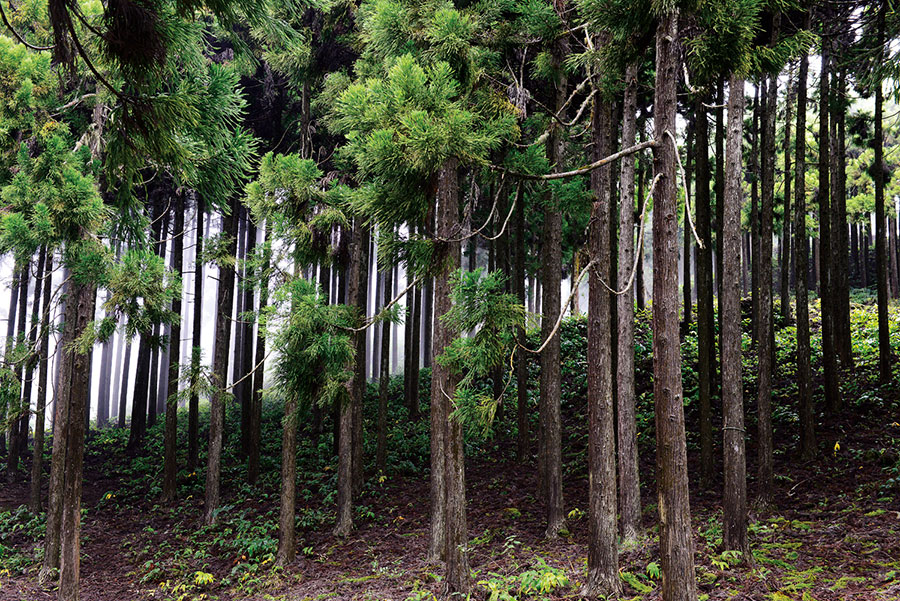 Foret du tevelave 107