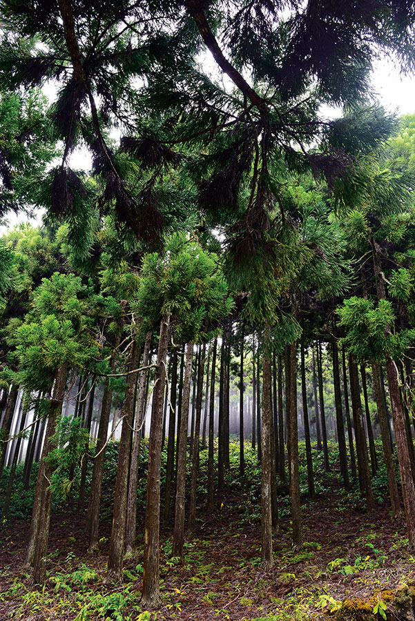 Foret du tevelave 106