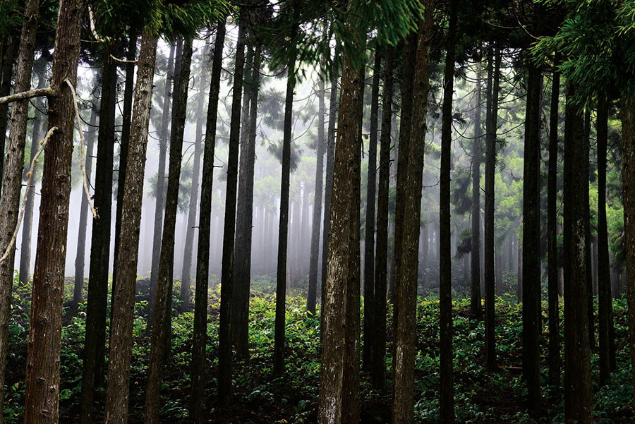 Foret du tevelave 108