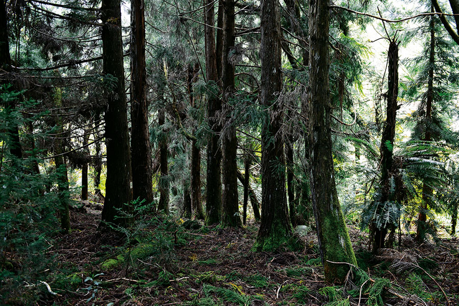 Foret bellouve 109