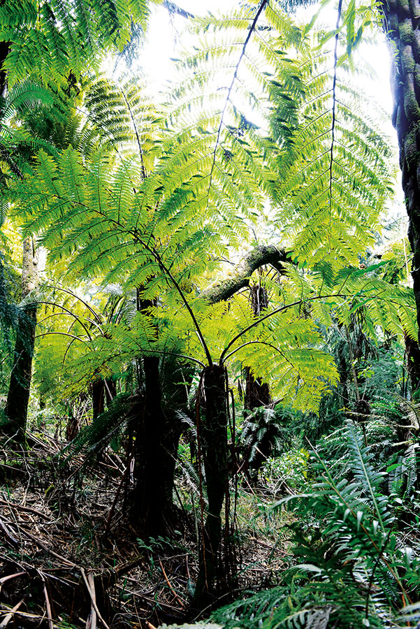 Foret bellouve 100