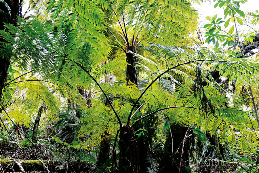 Foret bellouve 103