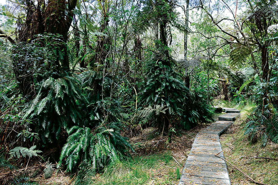Foret bellouve 107