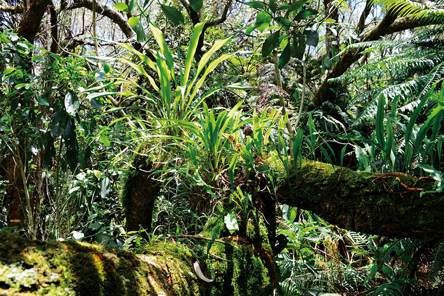 Foret bellouve 112