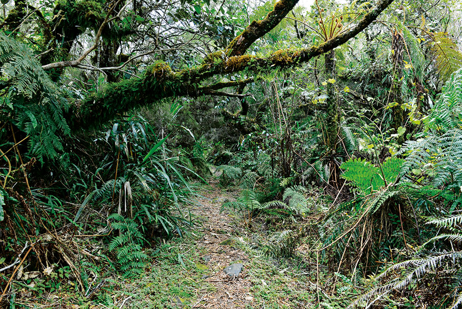 Foret bellouve 110