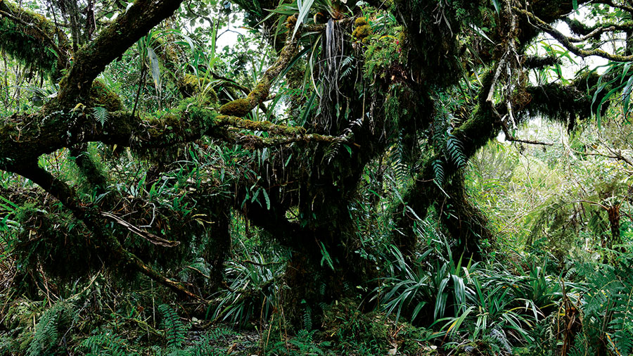 Foret bellouve 117