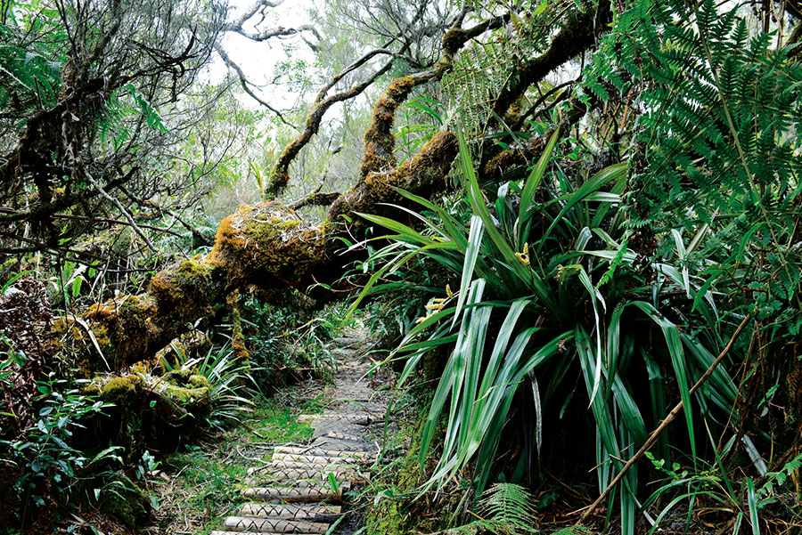 Foret bellouve 118