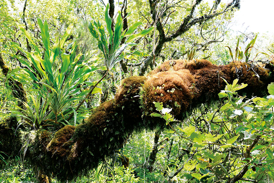 Foret bellouve 119